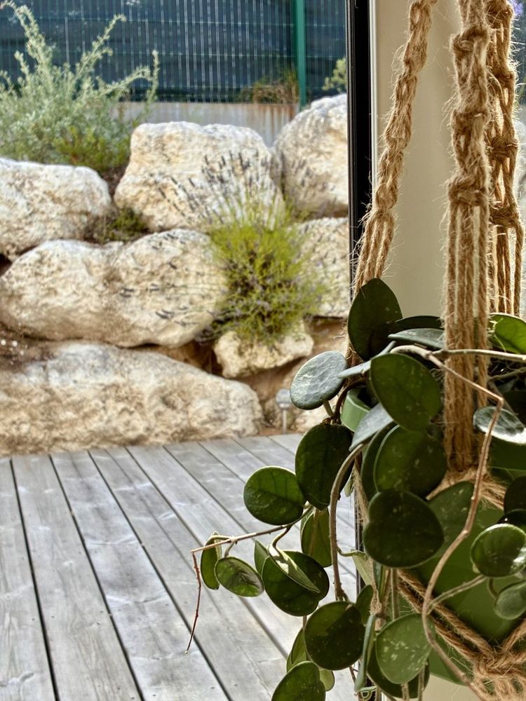 Plante suspendue avec vue sur le jardin minéral